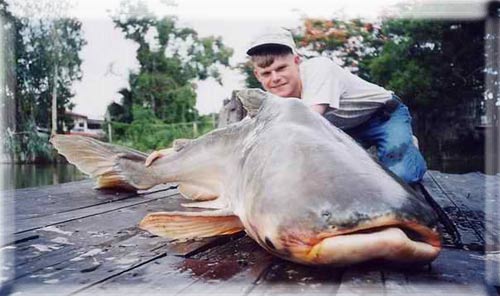 Những chú cá trê khổng lồ